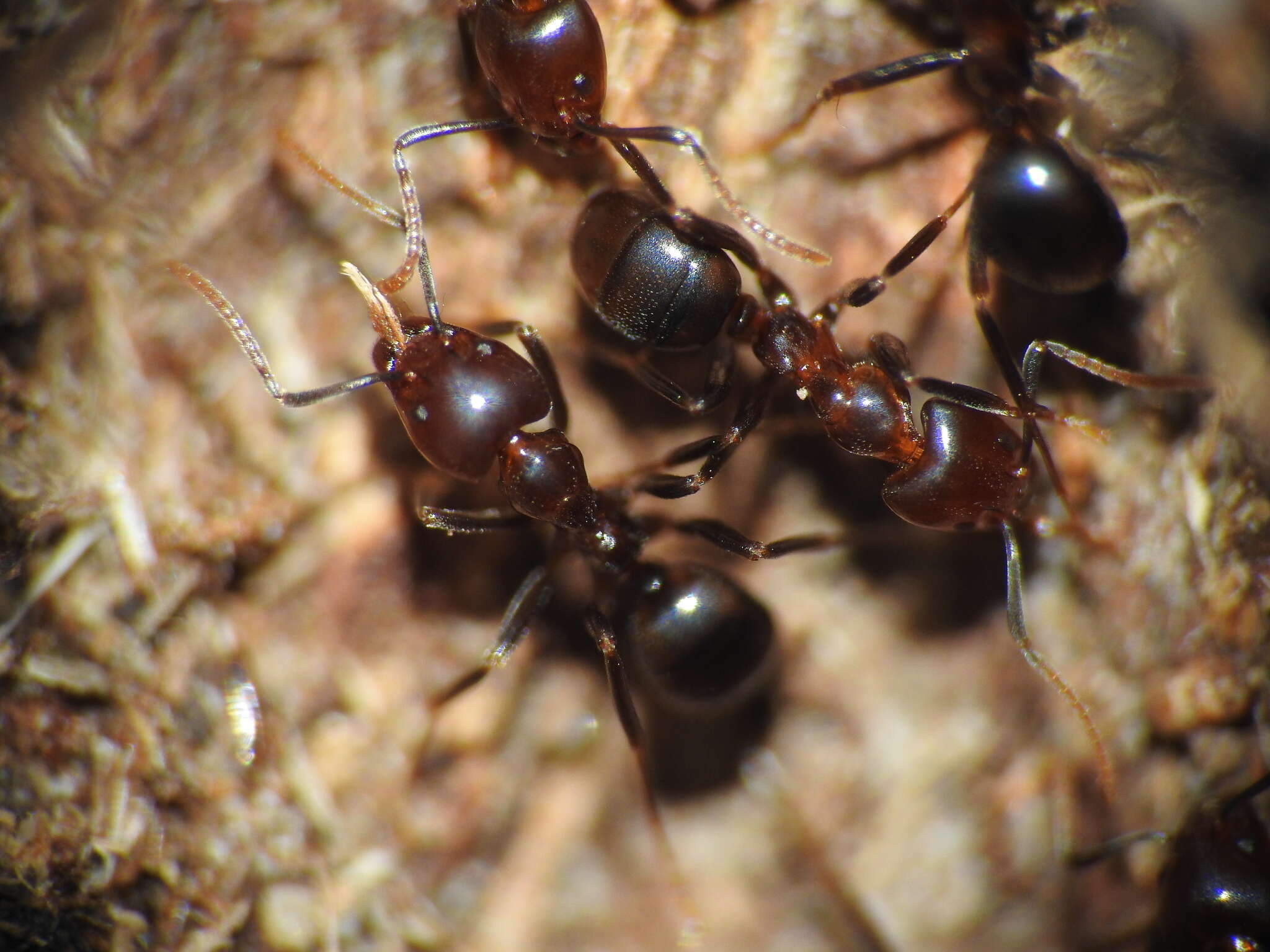 Image of Papyrius nitidus (Mayr 1862)