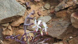 Image of Pelargonium laxum (Sweet) G. Don