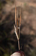 Sivun Schizachyrium fragile (R. Br.) A. Camus kuva