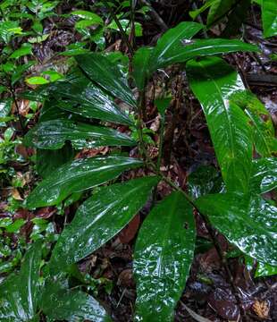 Image of Costus claviger Benoist