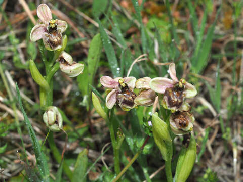 Image of Ophrys sommieri E. G. Camus ex Cortesi