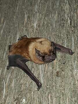 Image of Giant Noctule