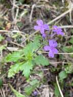 Imagem de Glandularia maritima (Small) Small