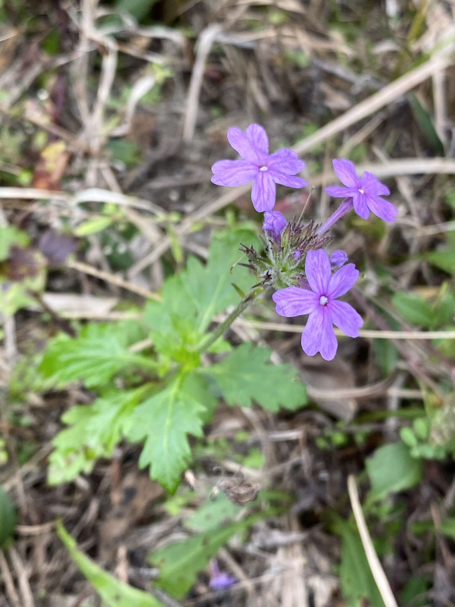 Imagem de Glandularia maritima (Small) Small