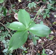 Image of gold dust dracaena