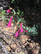 Image of desert penstemon