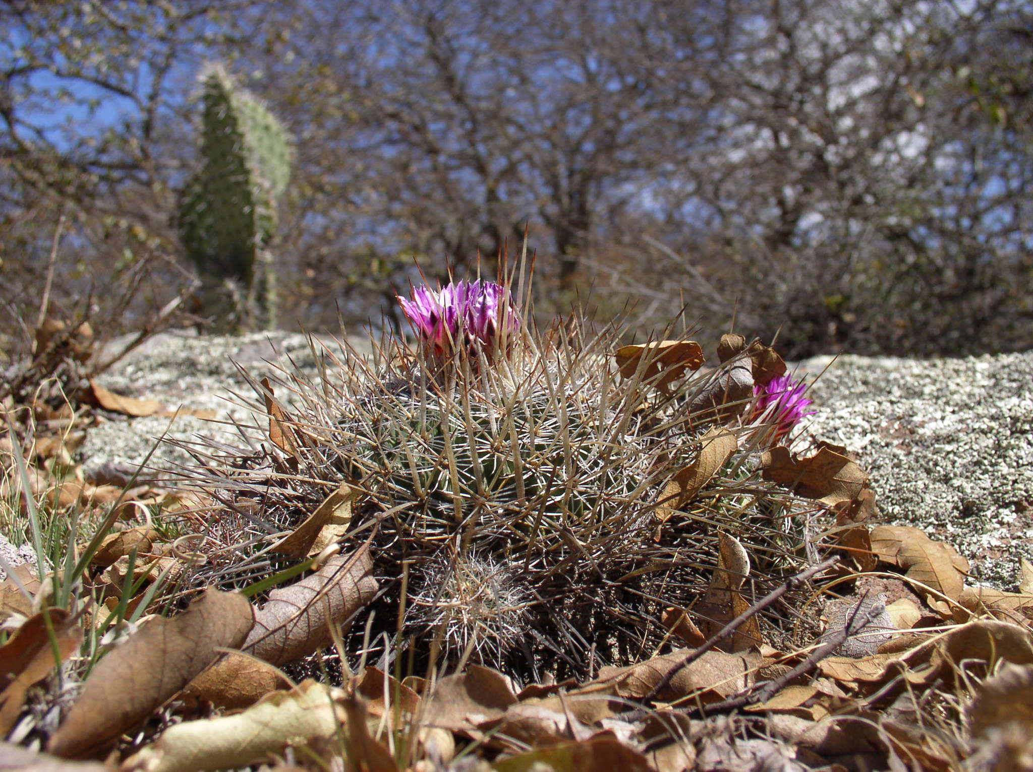 Image of Echinofossulocactus ochoterenaus (Tieg.) Whitmore