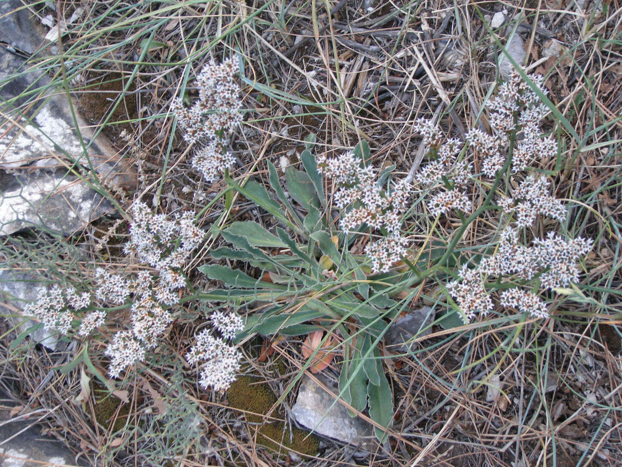 Image of Goniolimon dalmaticum (C. Presl) Rchb. fil.