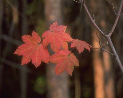 Слика од Acer circinatum Pursh