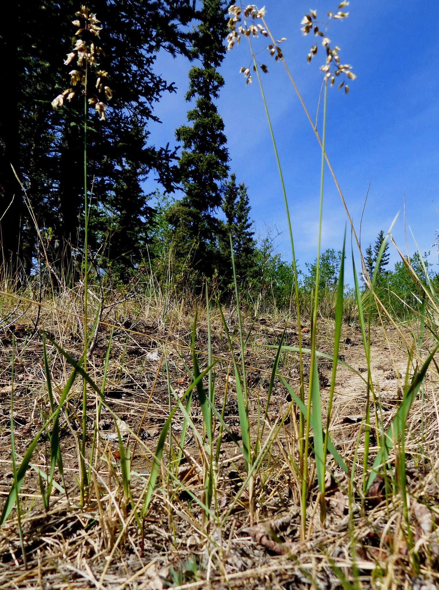 Image of Northern Sweet Vernal Grass