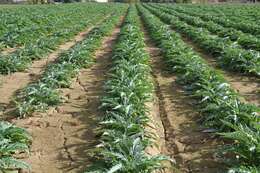 Image of cardoon