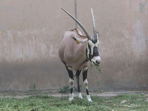 Image of Gemsbok