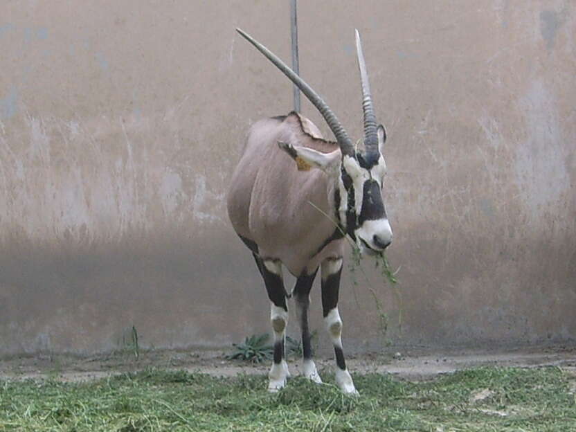 Image of Gemsbok