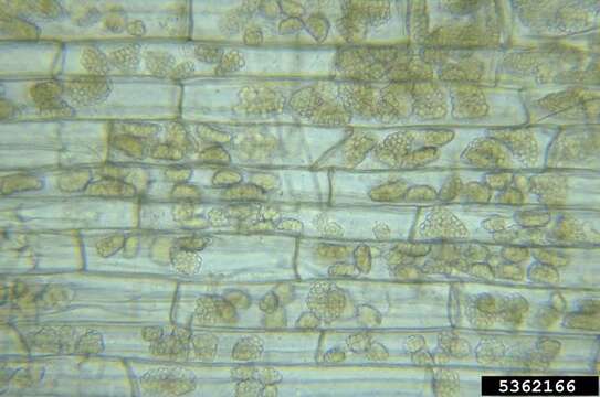 Image of Barley yellow mosaic virus