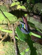 Image of Manu Poison Frog