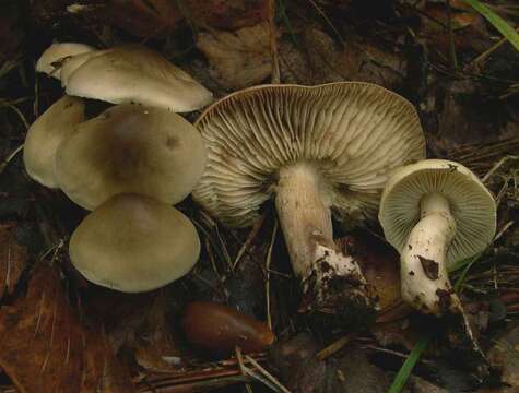 Image of Tricholoma saponaceum (Fr.) P. Kumm. 1871