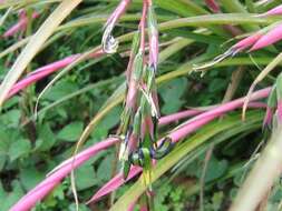 Image of billbergia