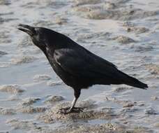 Image of Eastern Carrion Crow