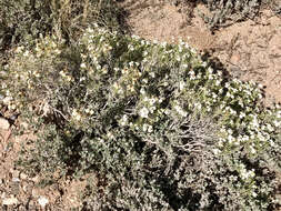 Image of desert zinnia