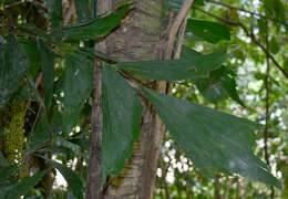 Image of Burmese fishtail palm