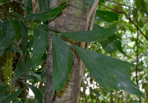 Caryota mitis Lour. resmi