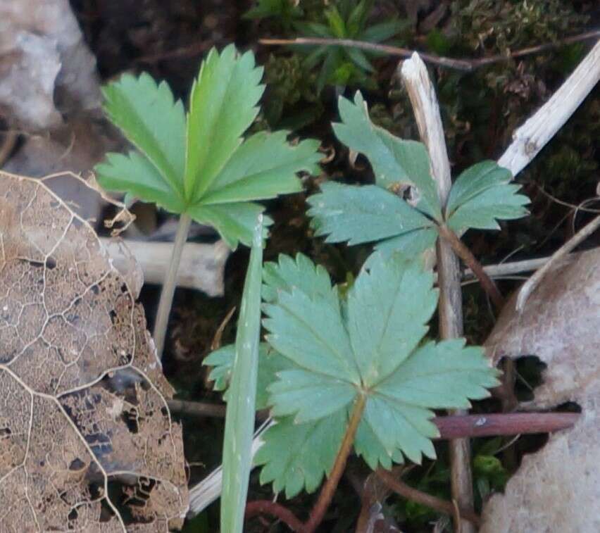 Image of dwarf cinquefoil