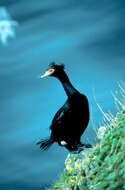 Image of Red-faced Cormorant