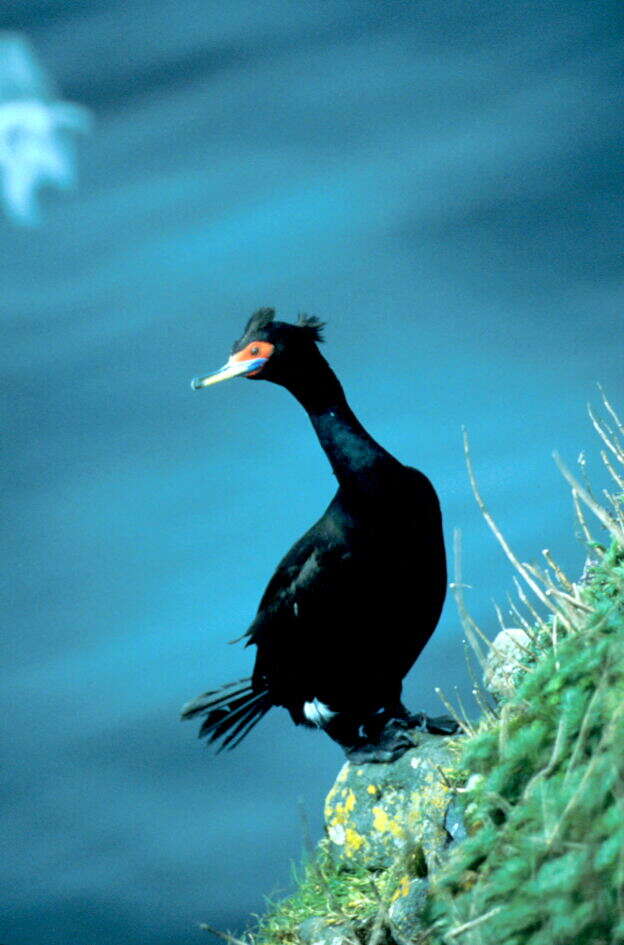 Image of Red-faced Cormorant