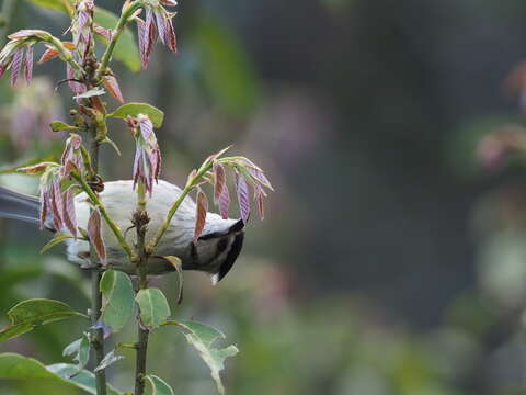 Image of Formosan Yuhina