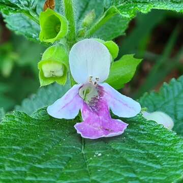 Plancia ëd Melittis melissophyllum subsp. melissophyllum