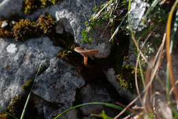 Image of Pseudoclitocybe obbata (Fr.) Singer 1962