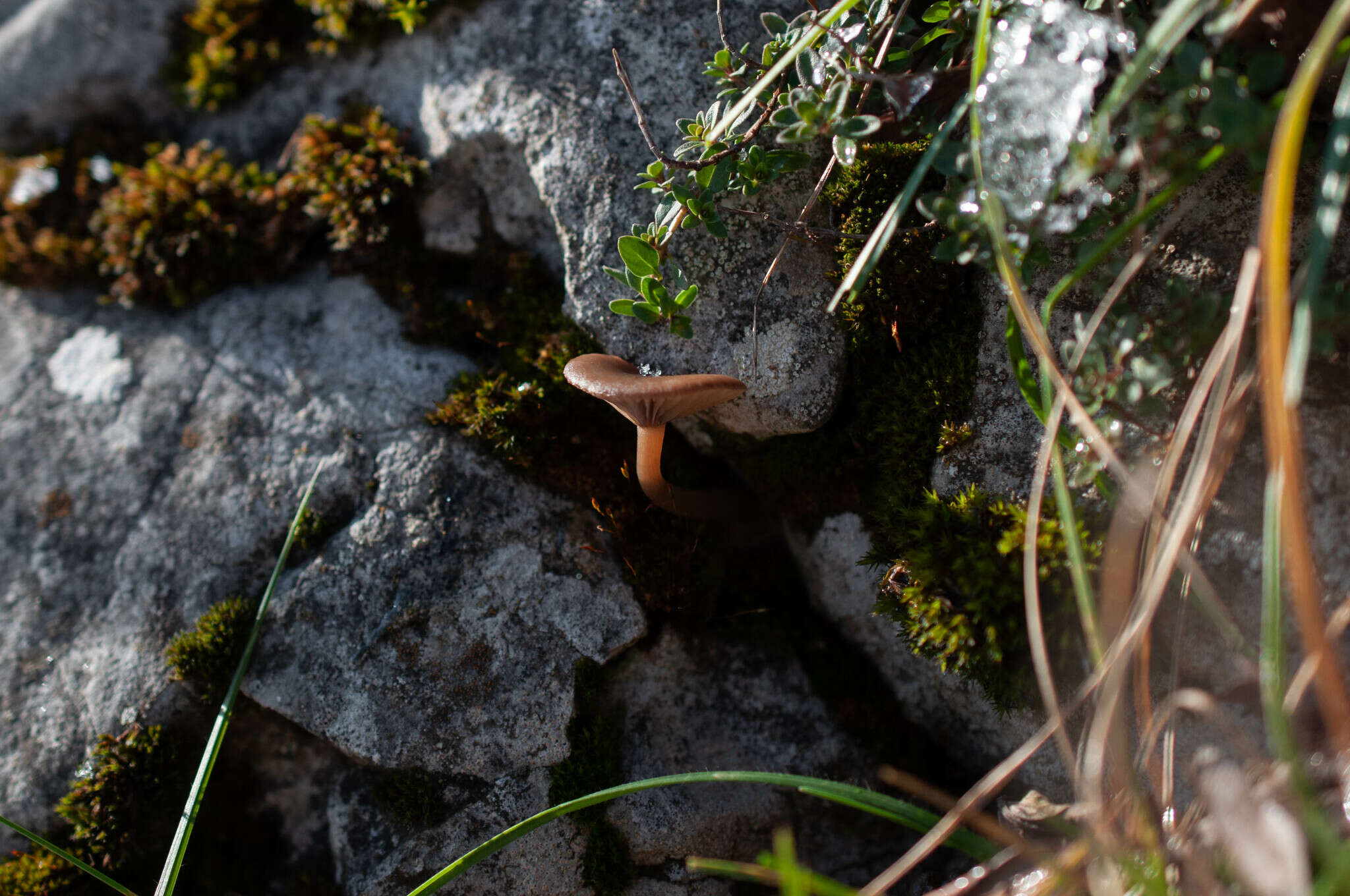 Image of Pseudoclitocybe obbata (Fr.) Singer 1962