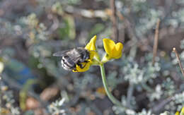 Image of Anthophora alluaudi Pérez 1902