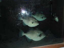 Image of Filefish