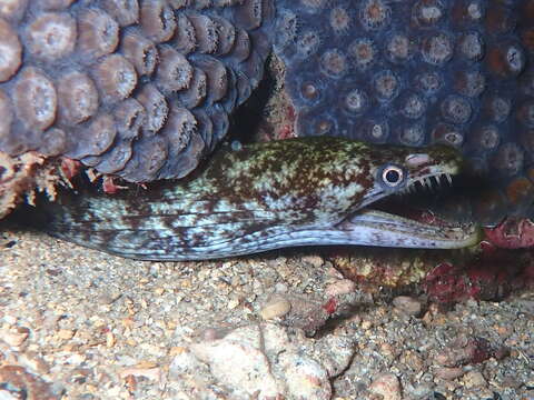 Image of Mottled Conger Moray