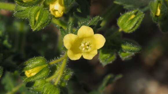 Plancia ëd Emmenanthe penduliflora var. penduliflora