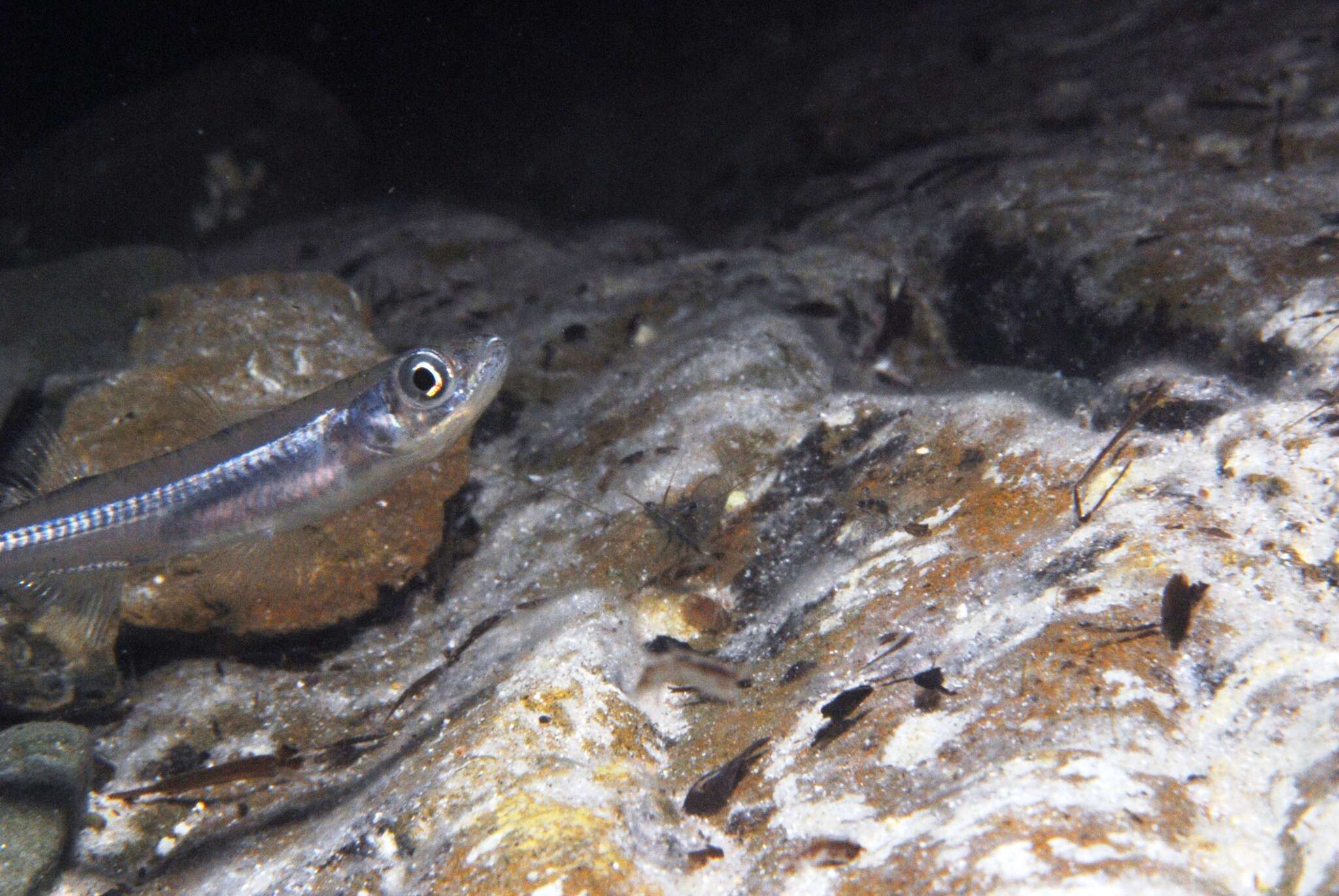 Image of Endora&#39;s hardyhead