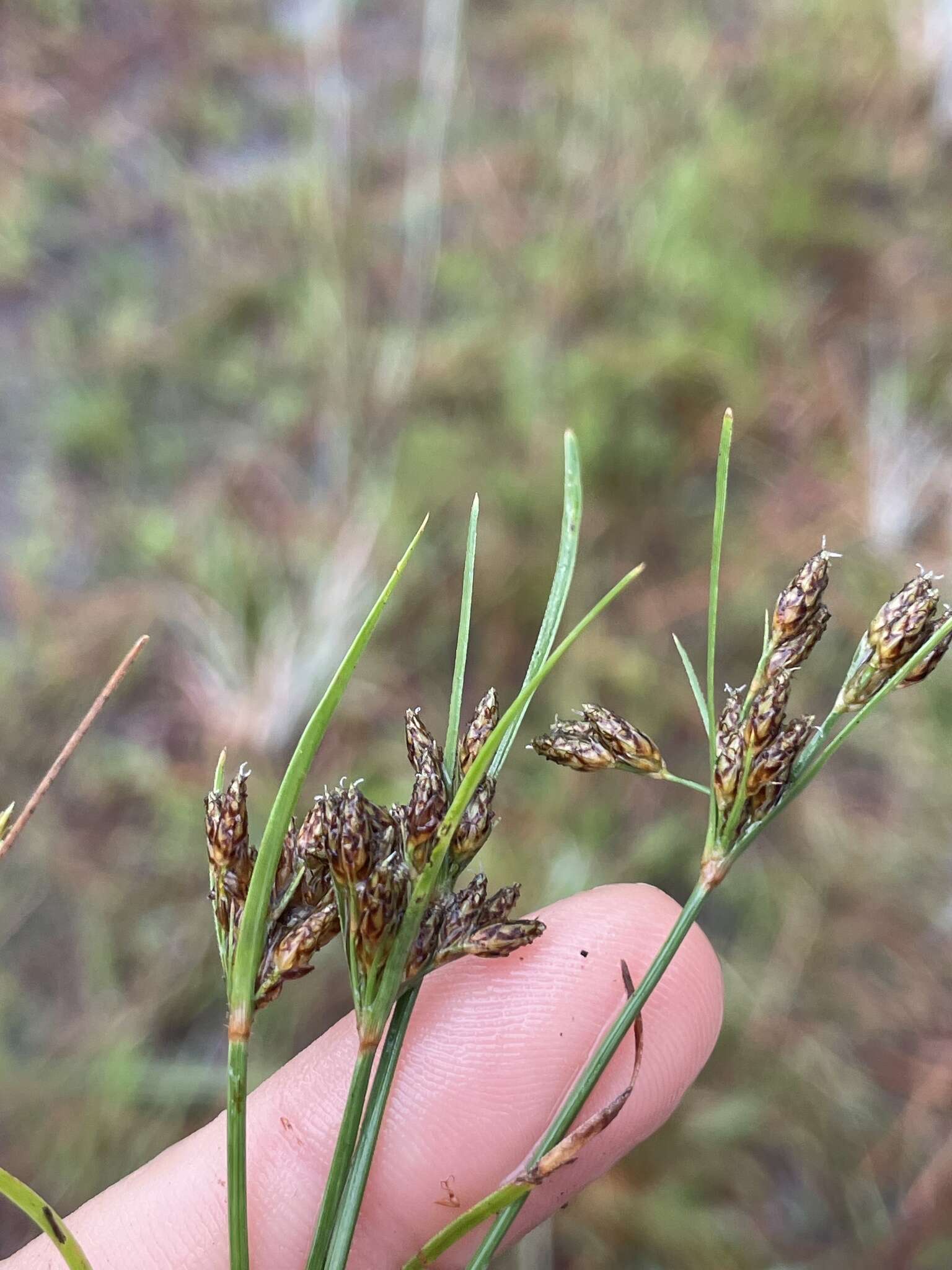 Sivun Fimbristylis dichotoma subsp. podocarpa (Nees) T. Koyama kuva