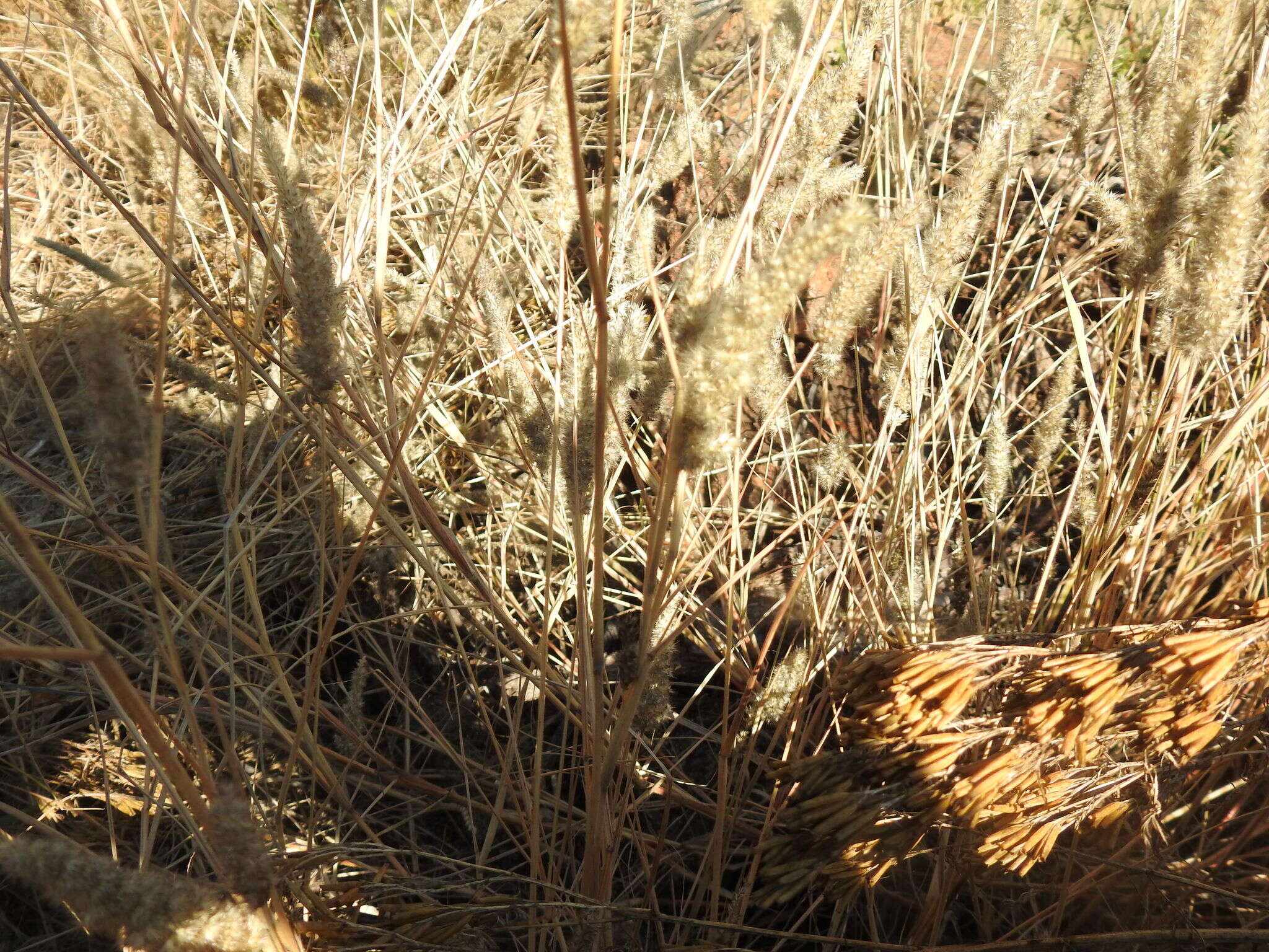 Image of soft feather pappusgrass