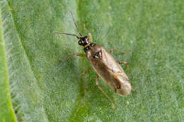 Dicyphus globulifer (Fallen 1829)的圖片