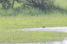 Image de Canard sylvicole