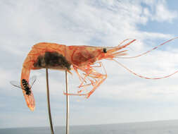 Image of Aesop shrimp