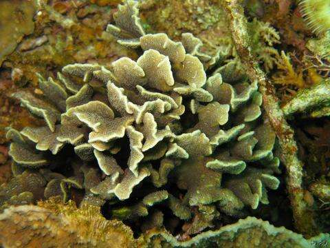 Image of Cactus Coral