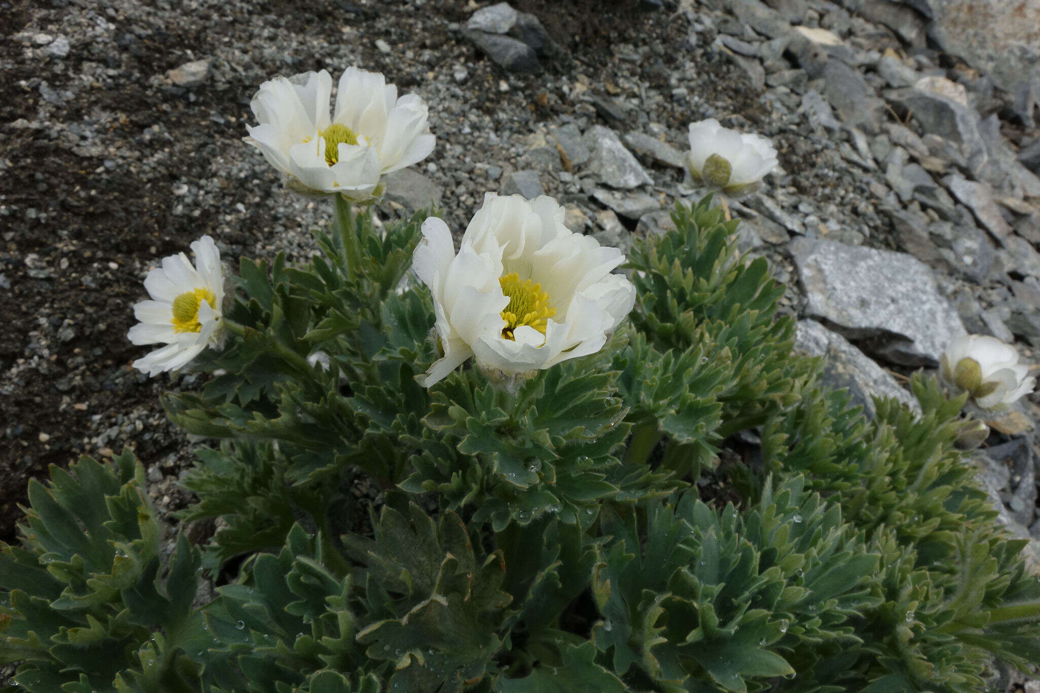 Слика од Ranunculus buchananii Hook. fil.