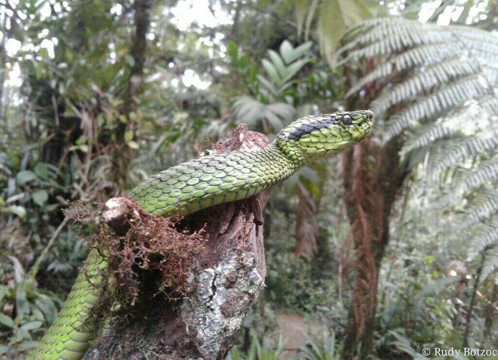 Image of Yellow-blotched Palm Pit Viper