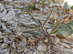 Image of anglestem buckwheat