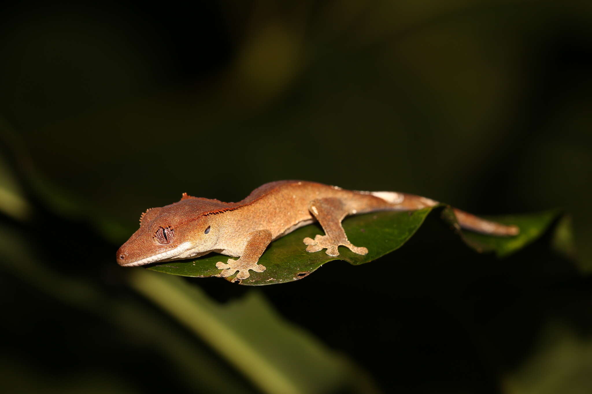 Imagem de Correlophus ciliatus Guichenot 1866