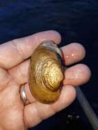 Image of Wavyrayed Lampmussel