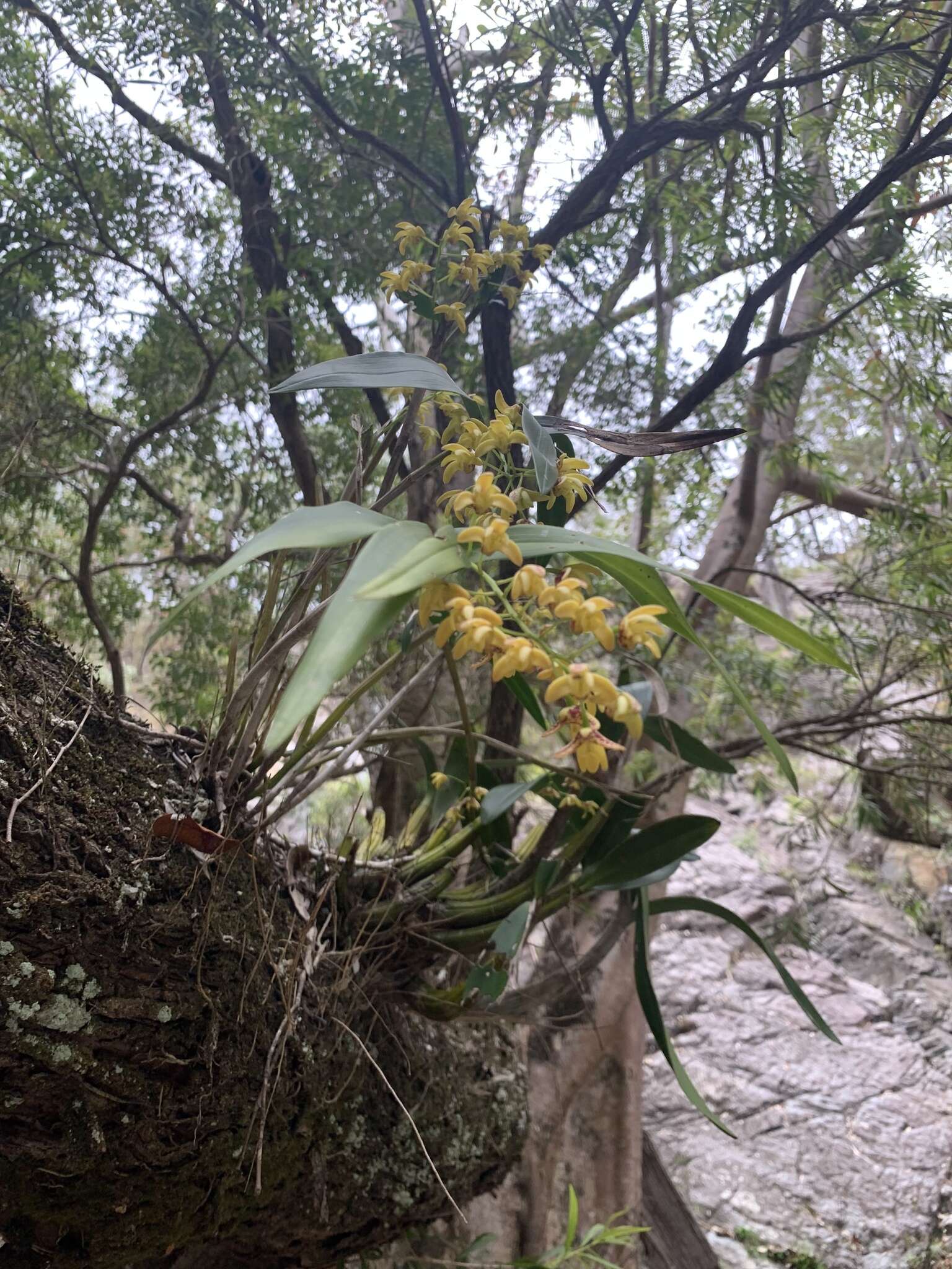 Слика од Dendrobium gracilicaule F. Muell.