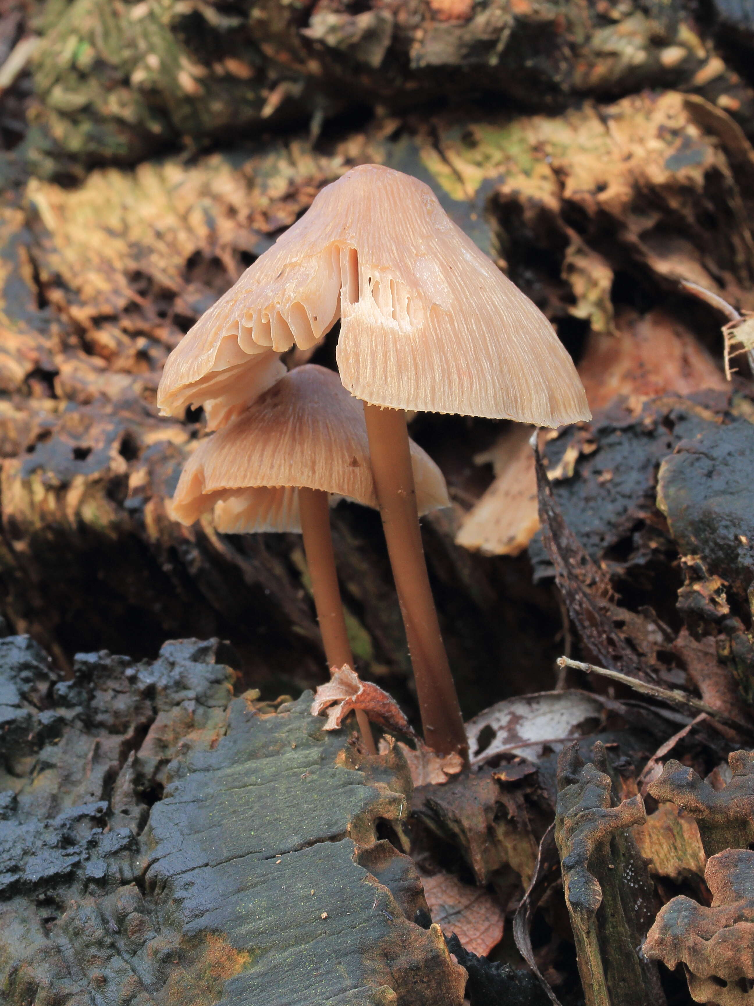 Image of Common Bonnet